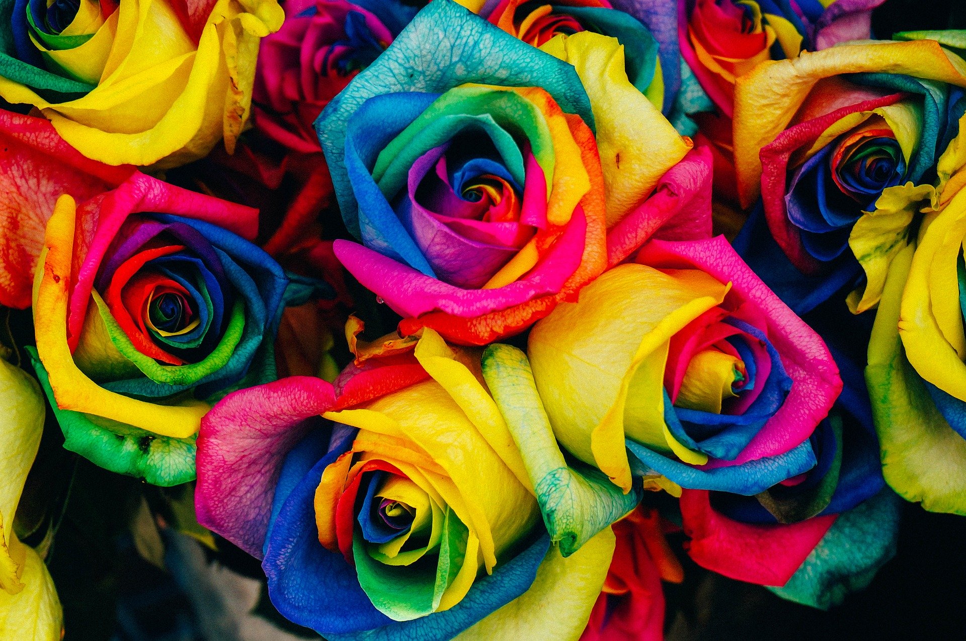 rainbow tinted roses